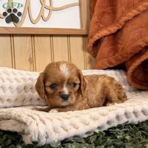 Callie, Cavalier King Charles Spaniel Puppy